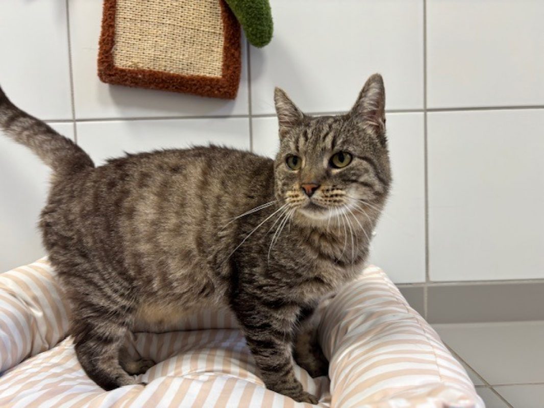 Vans - Chat Européen à adopter - photo 4