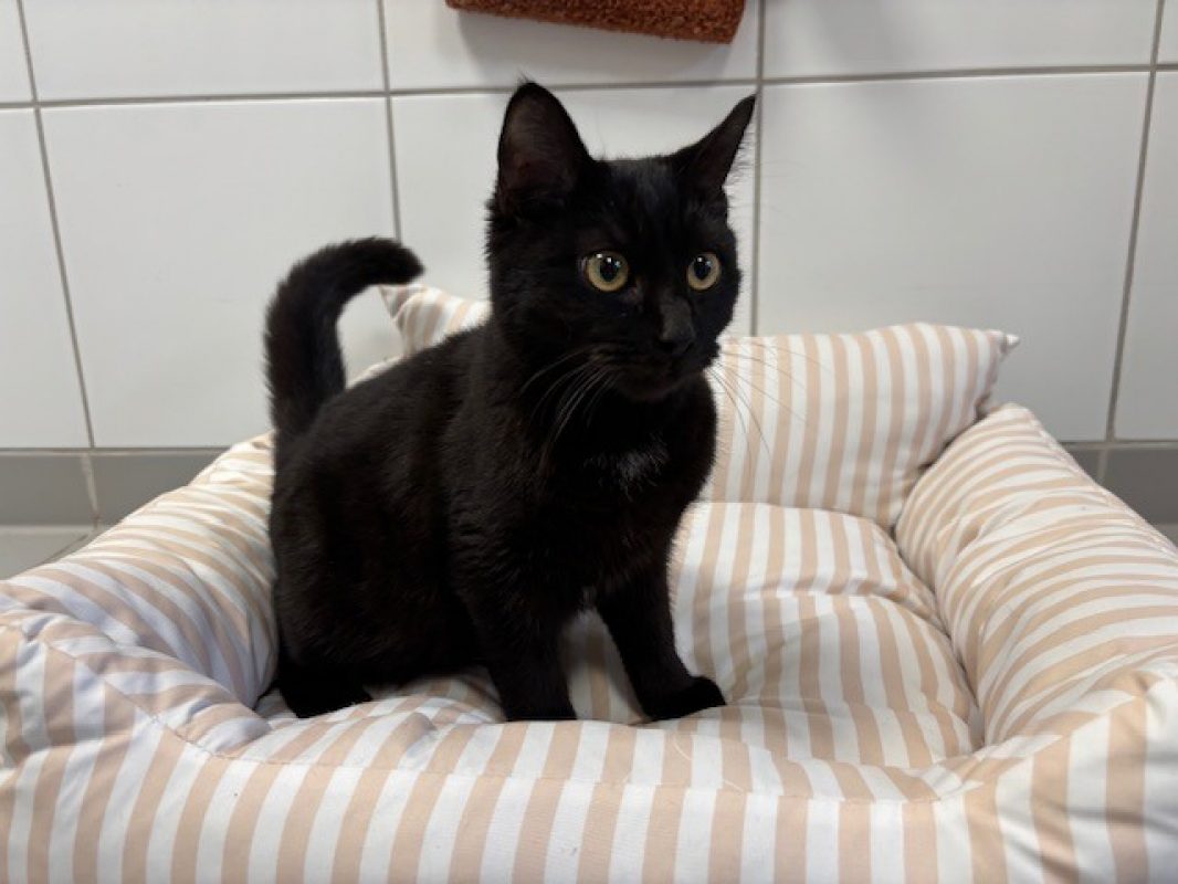 Blizz - Chat Européen à adopter
