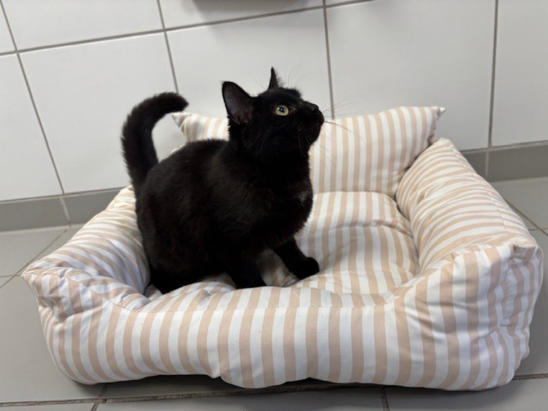 Blizz - Chat Européen à adopter - photo 2