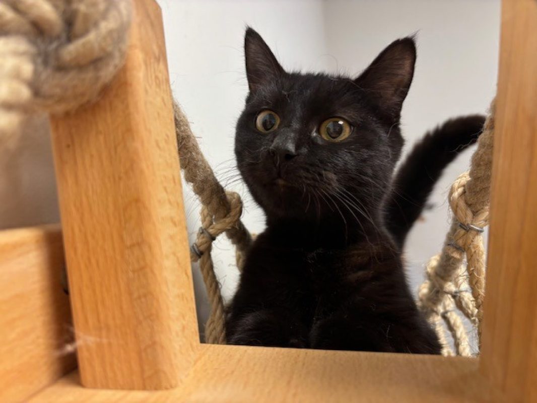Blizz - Chat Européen à adopter - photo 3