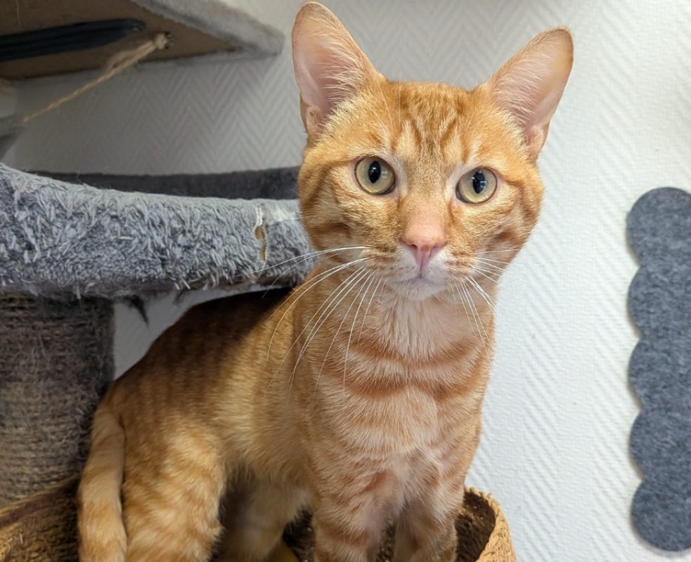 Germain - Chat Européen à adopter