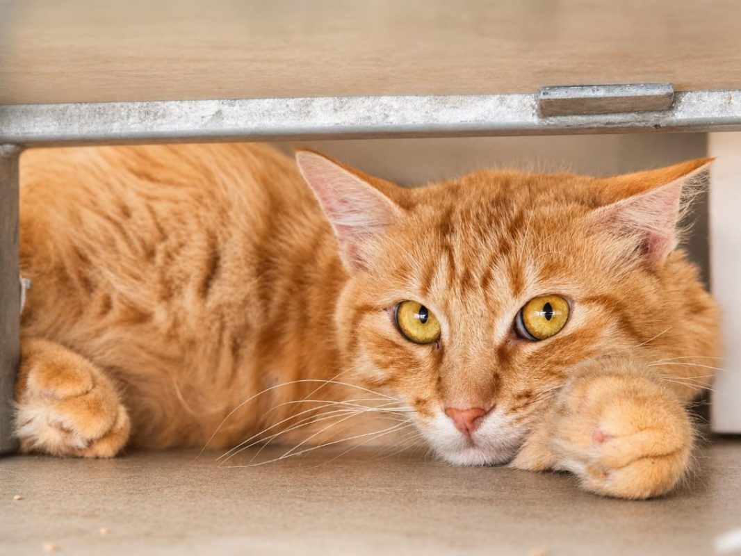 Dumbo - Chat Européen à adopter