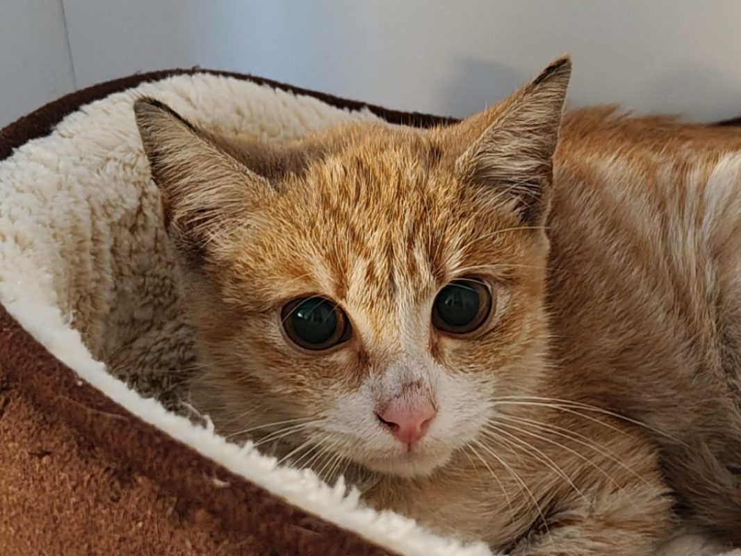 Pompidou - Chat Européen à adopter
