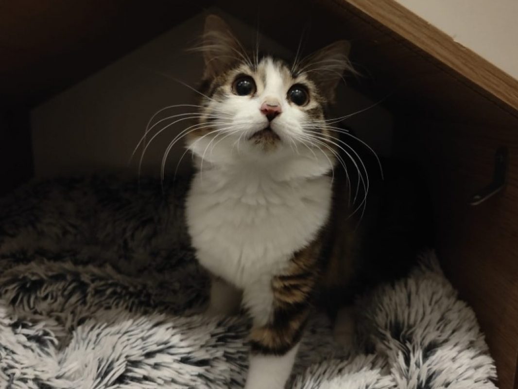 Perle - Chat Européen à adopter