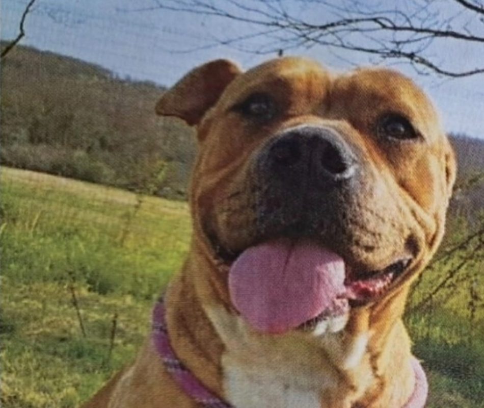 Nikita - Chien à adopter