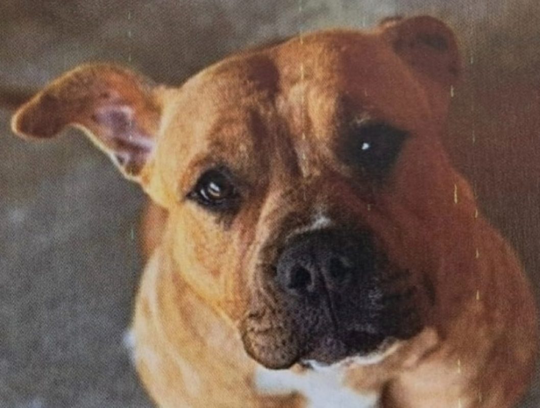 Nikita - Chien à adopter - photo 2