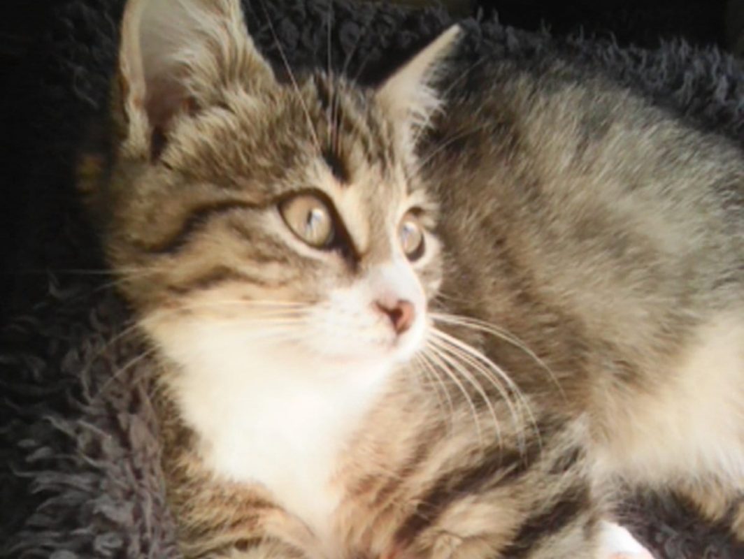 Gribouille - Chat Européen à adopter