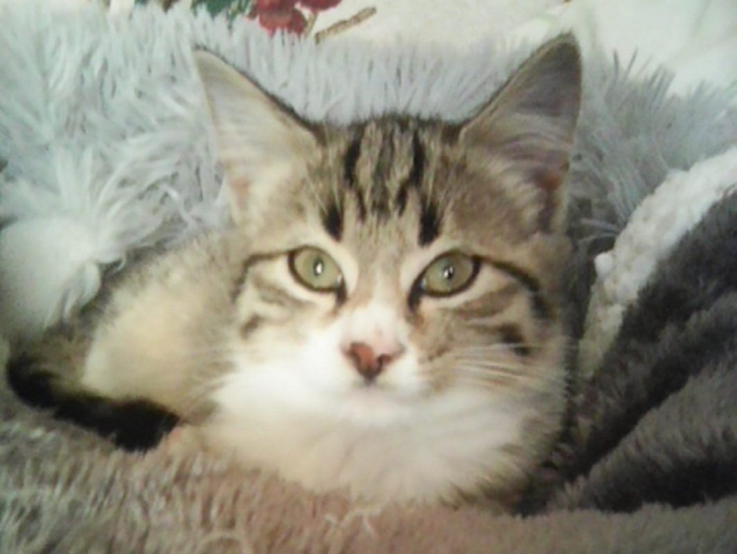 Gribouille - Chat Européen à adopter - photo 2