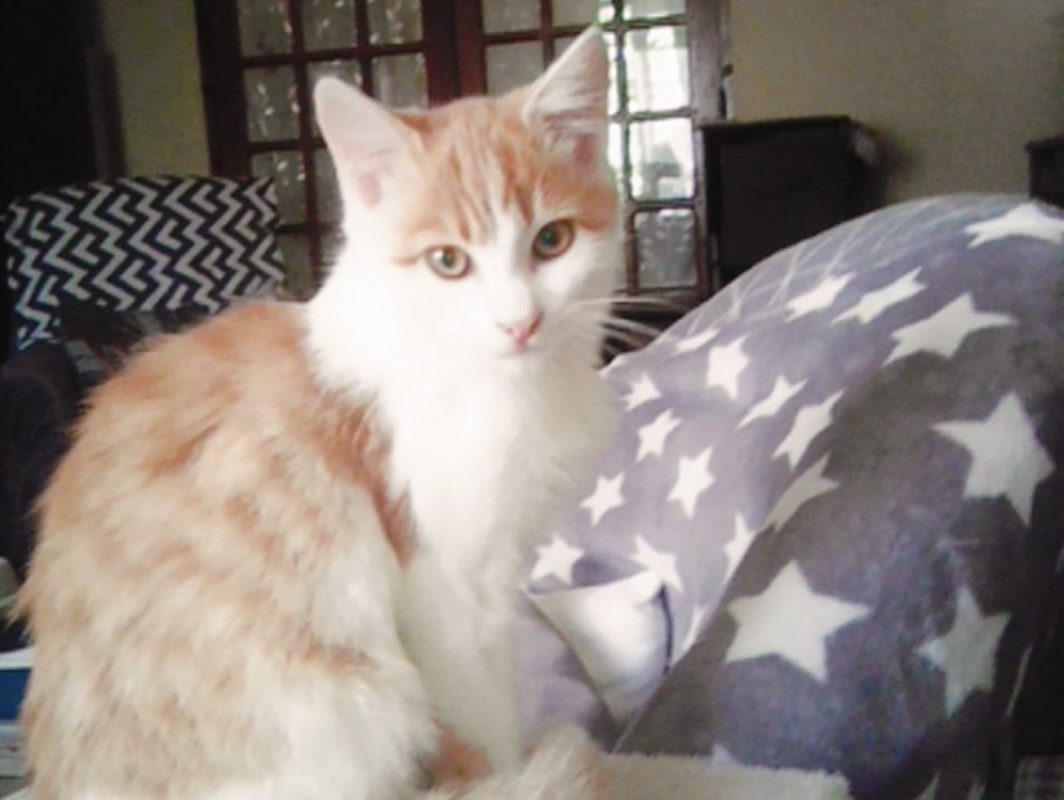 Rouky - Chat Européen à adopter