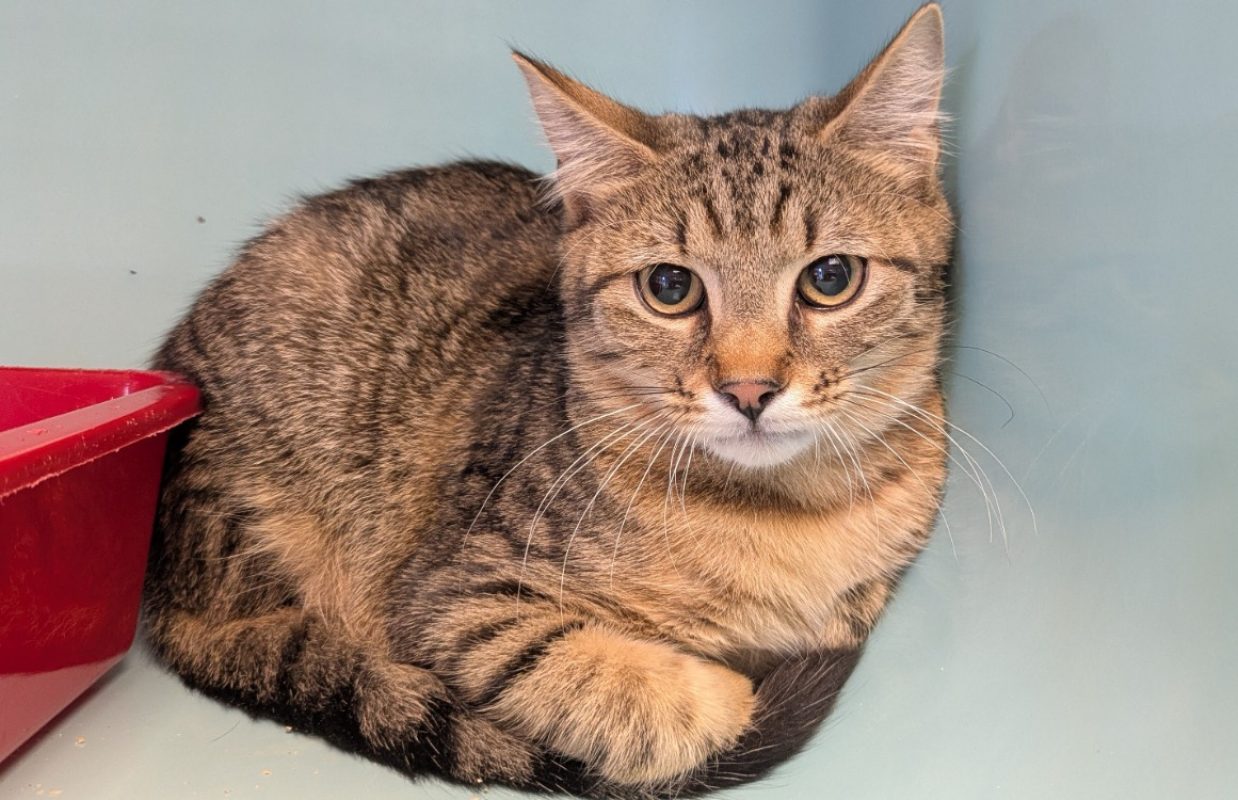 Jake - Chat Européen à adopter