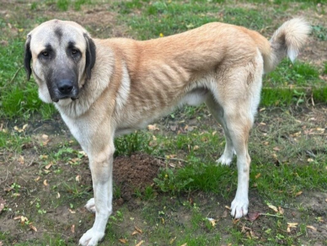 Bouchman - Chien à adopter - photo 2