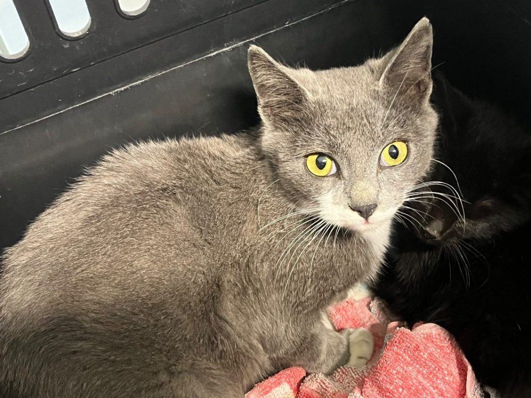 Terre - Chat Européen à adopter