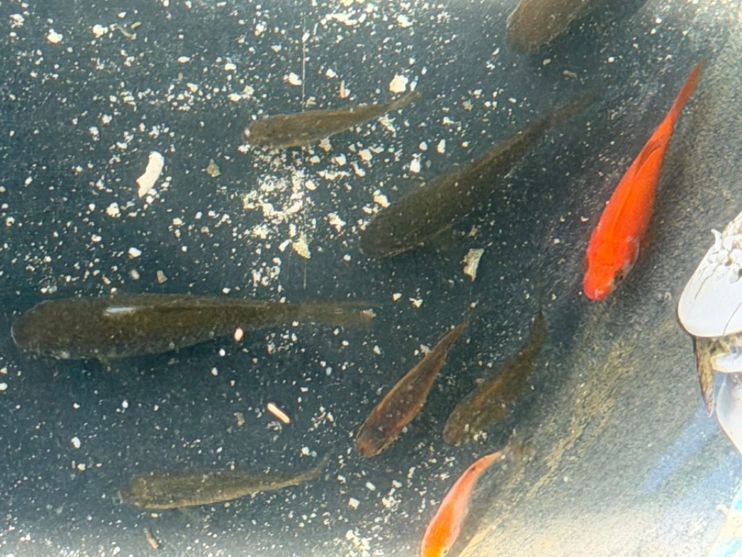 Poisson - Poisson à adopter