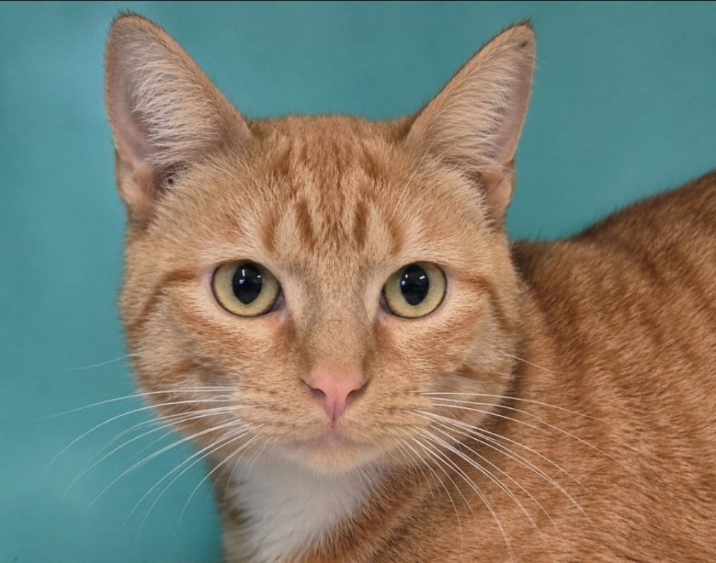 Gulliver - Chat Européen à adopter
