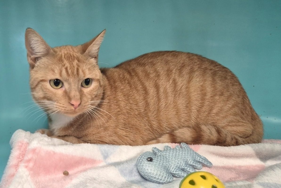 Gulliver - Chat Européen à adopter - photo 2