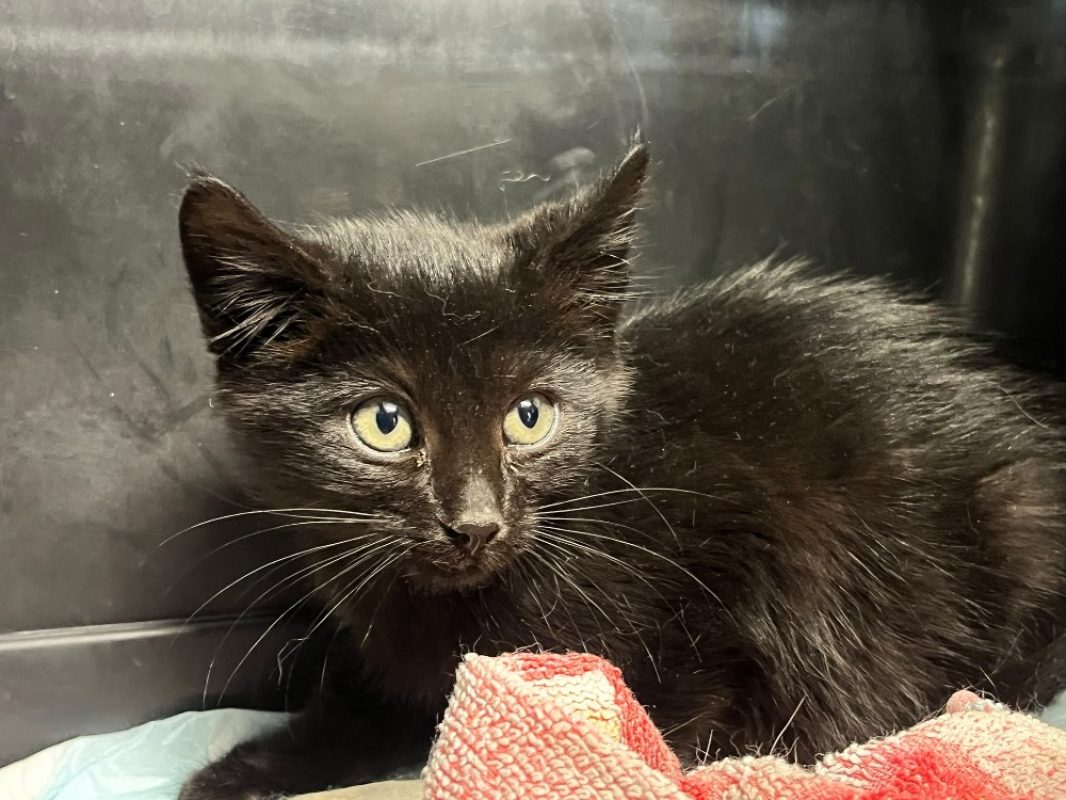 Mercure - Chat Européen à adopter