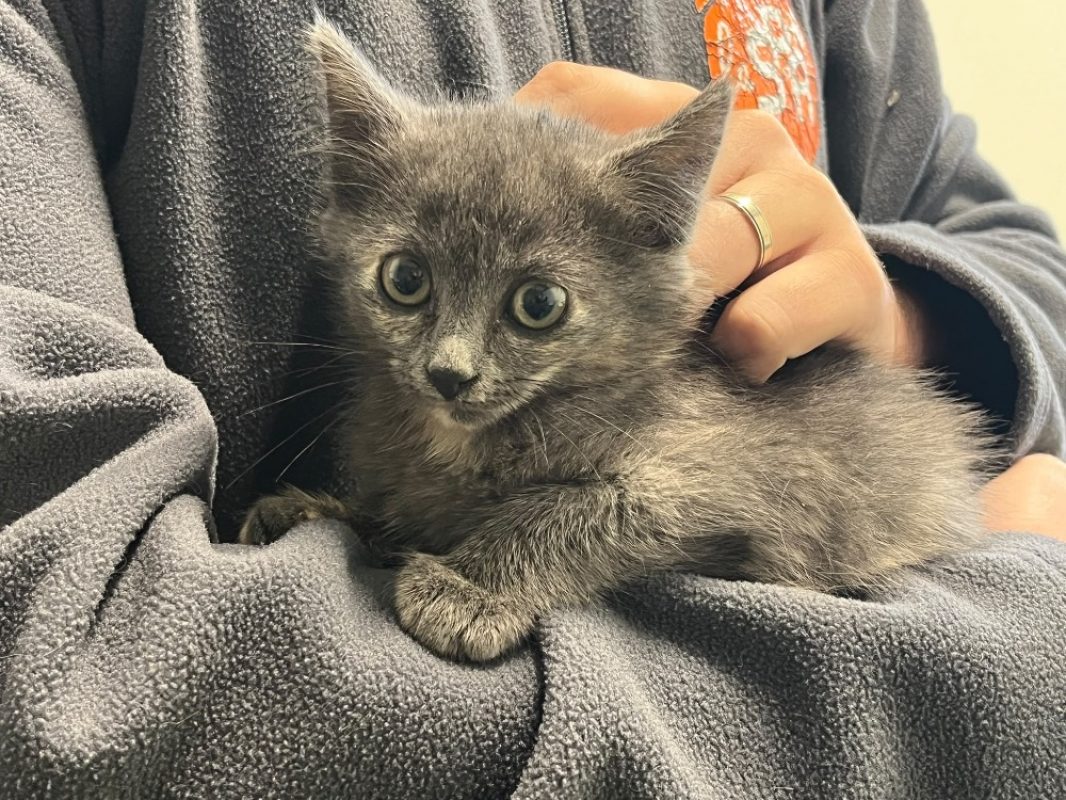 Neptune - Chat Européen à adopter