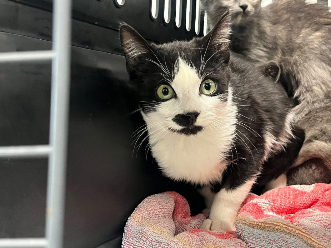 Jupiter - Chat Européen à adopter