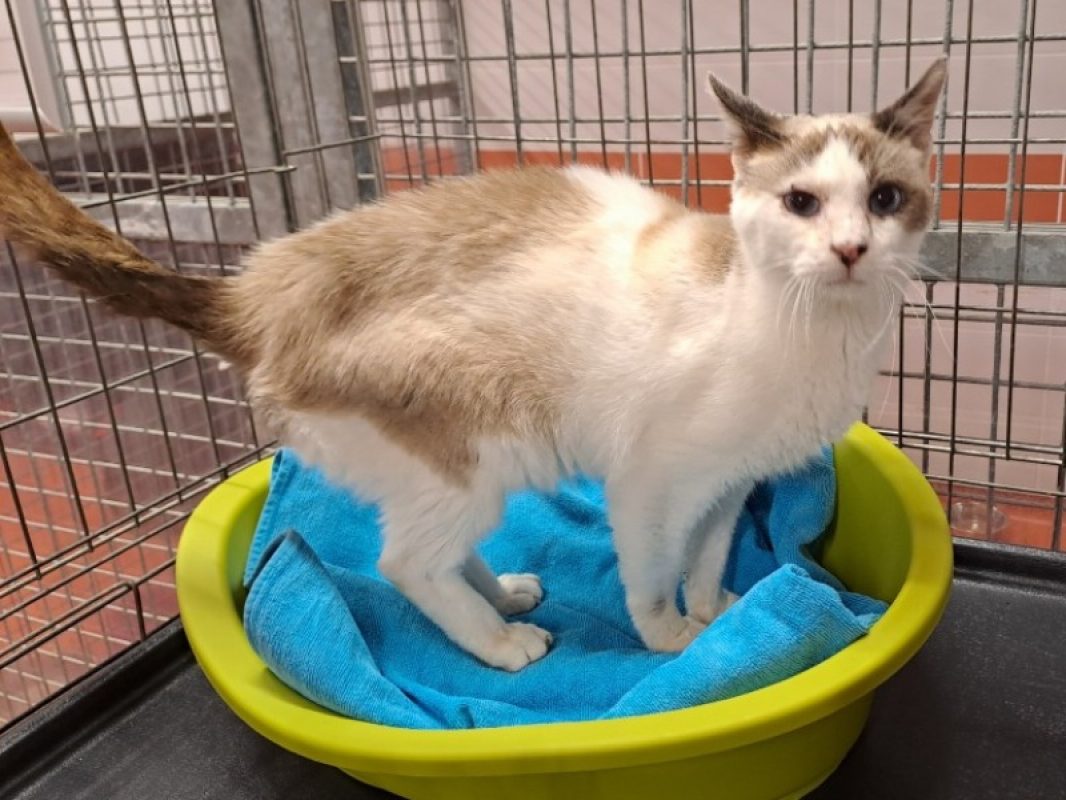 Azur - Chat Européen à adopter