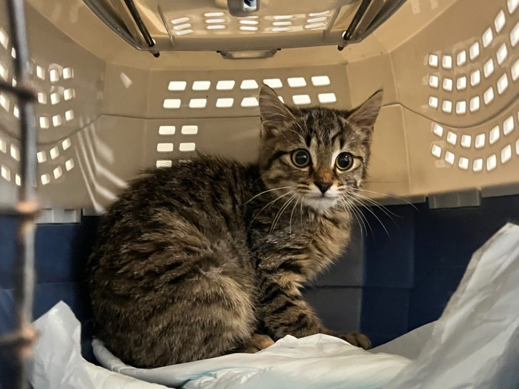 Venus - Chat Européen à adopter