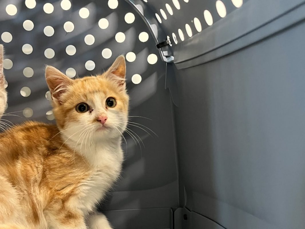 Saturne - Chat Européen à adopter