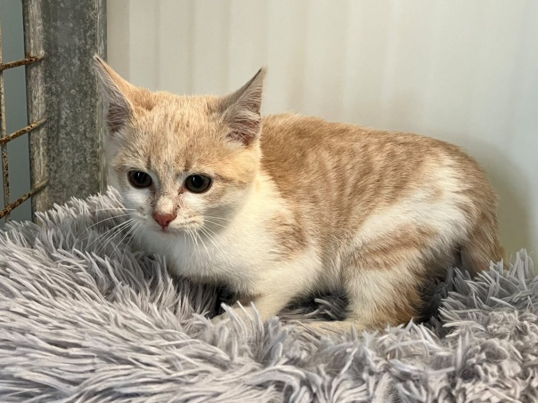 Mars - Chat Européen à adopter