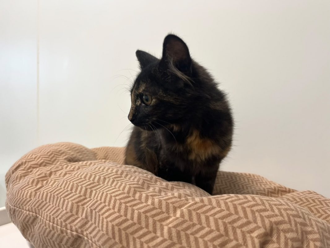 Youna - Chat Européen à adopter
