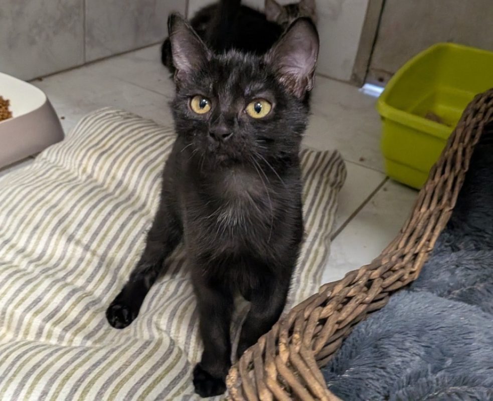 Mana - Chat Européen à adopter