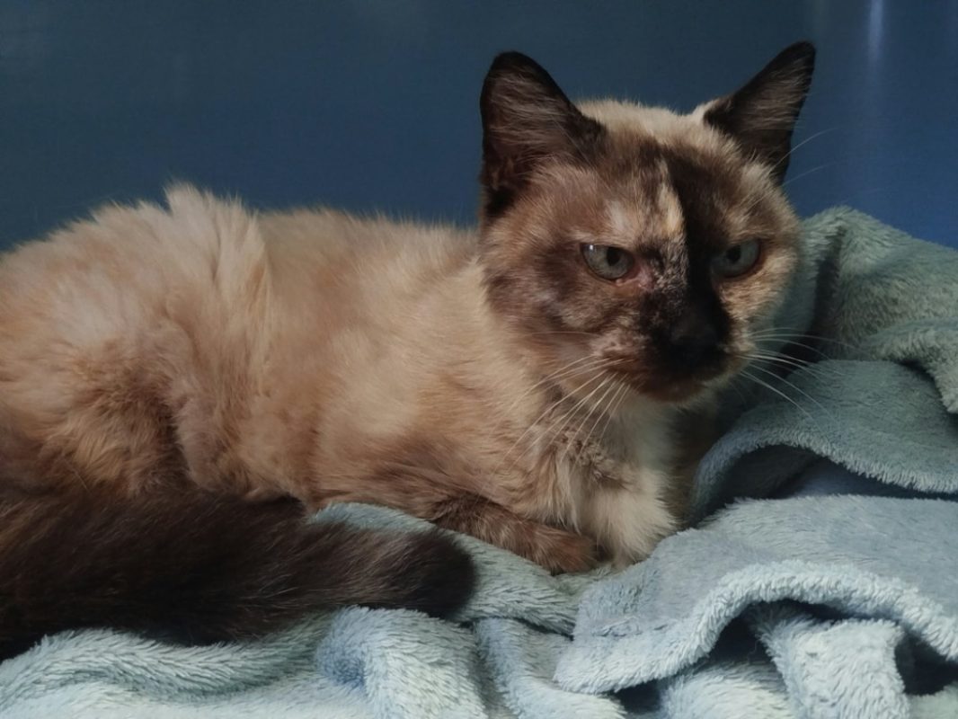Fouille - Chat Siamois à adopter