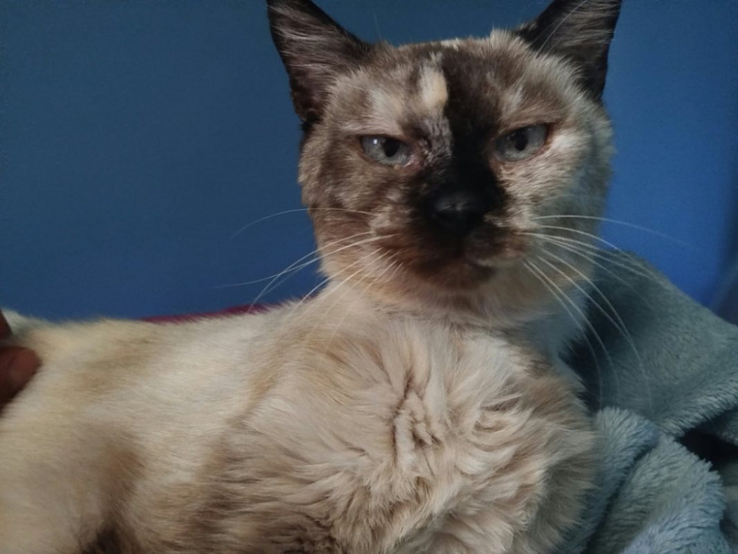 Fouille - Chat Siamois à adopter - photo 2