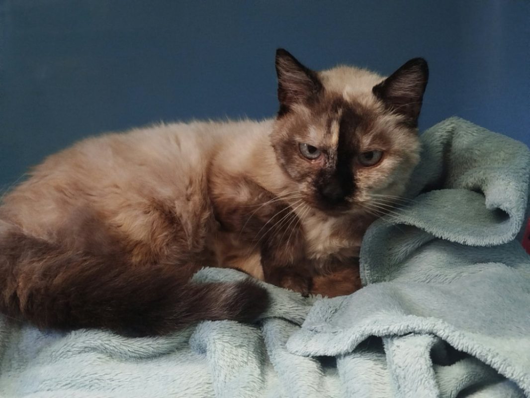 Fouille - Chat Siamois à adopter - photo 3