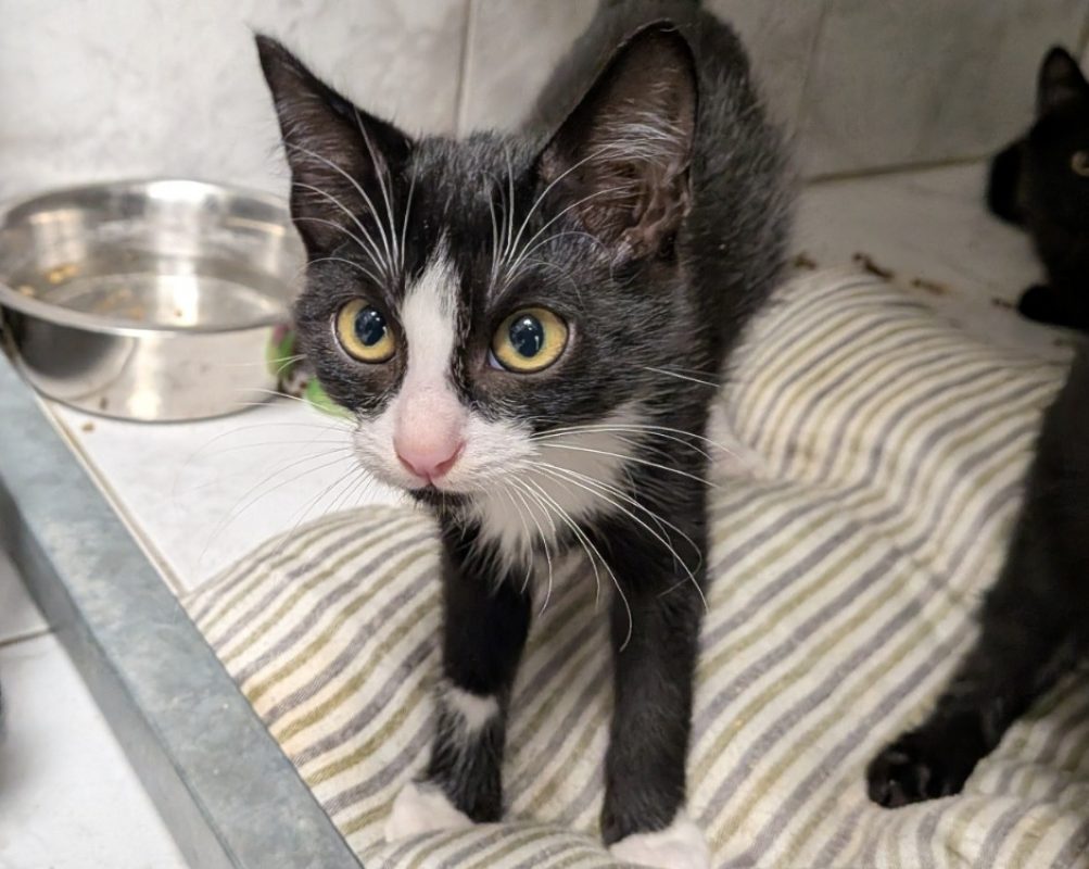 Loki - Chat Européen à adopter