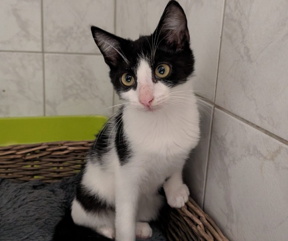Kenya - Chat Européen à adopter