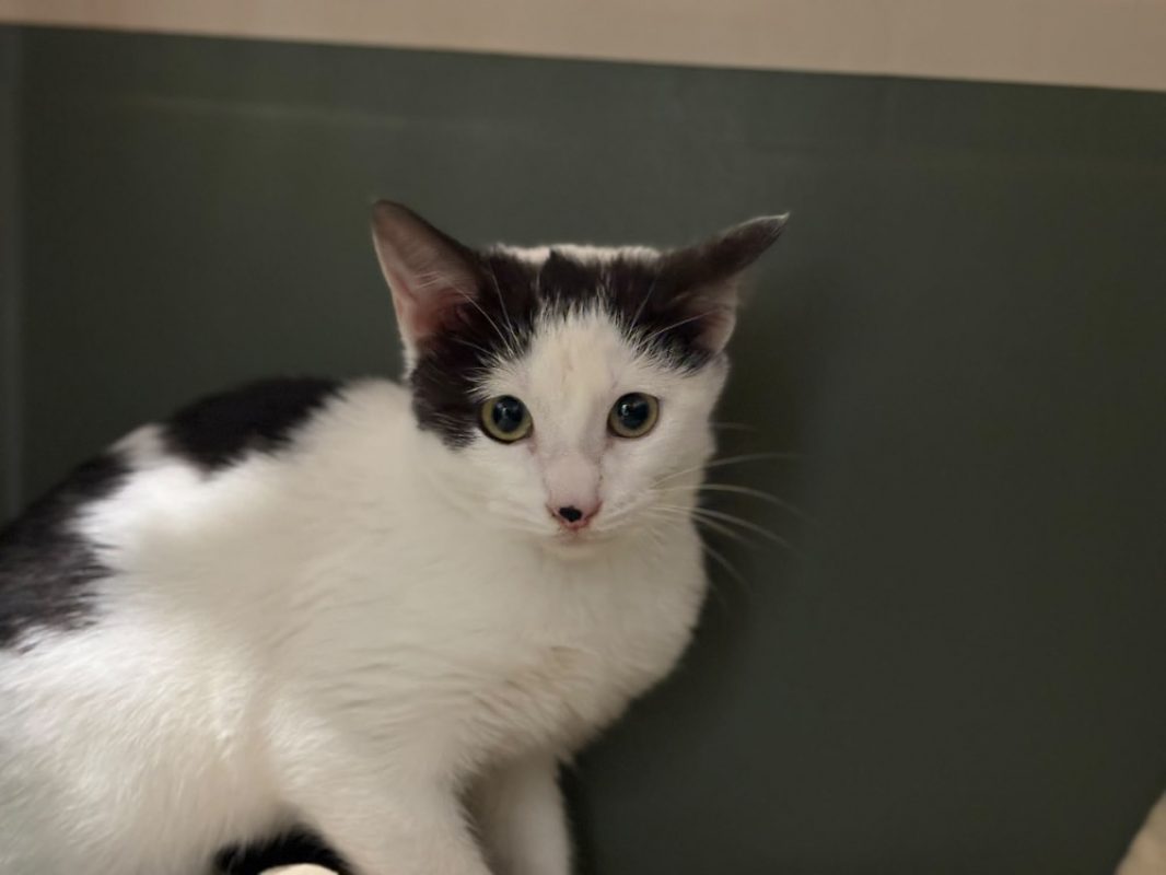 Barbamama - Chat Européen à adopter