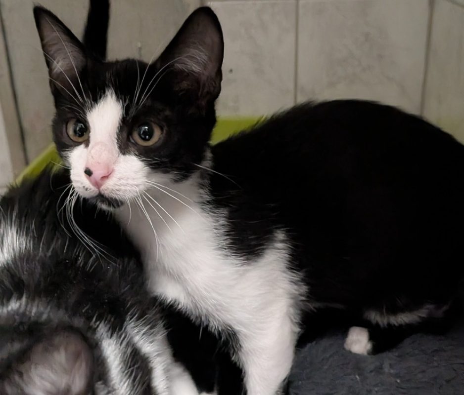 Bali - Chat Européen à adopter
