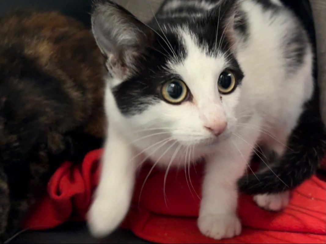 Barbalala - Chat Européen à adopter