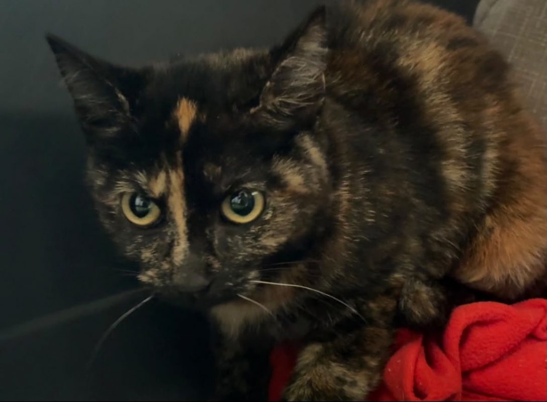 Barbelle - Chat Européen à adopter