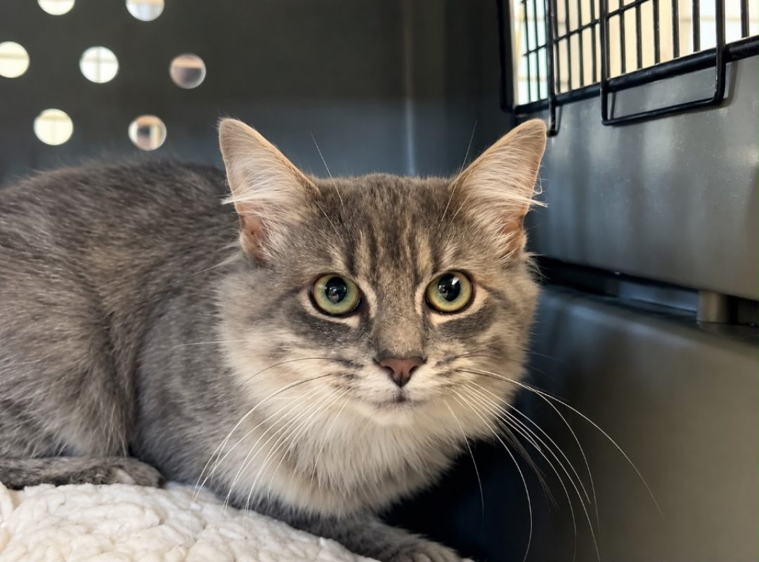 Barbibul - Chat Européen à adopter