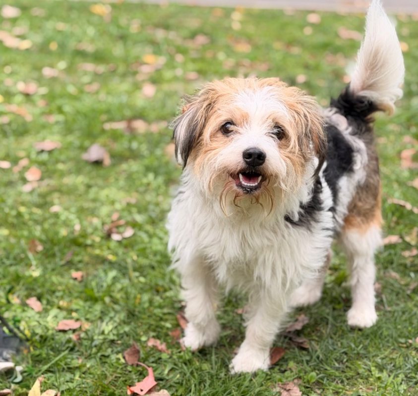 Bijou - Chien Briquet Griffon Vendéen à adopter