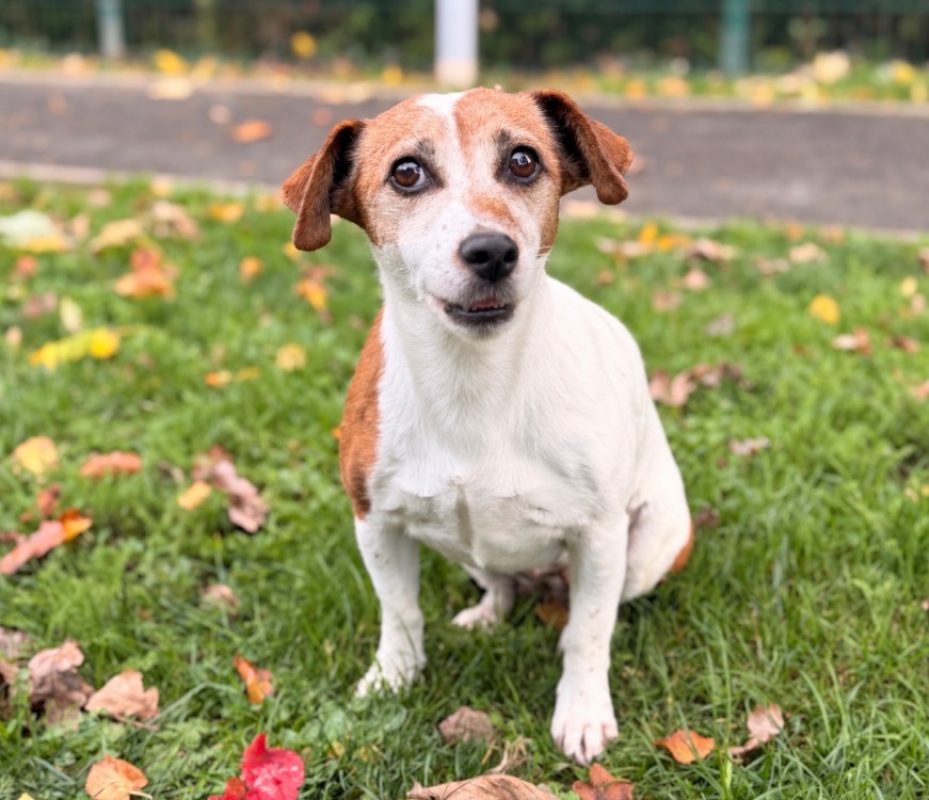 Mikona - Chien à adopter