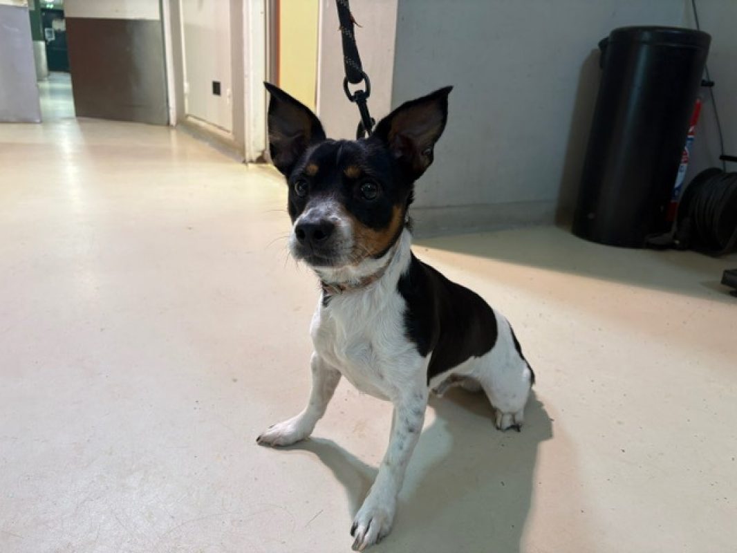 Jumpy - Chien à adopter