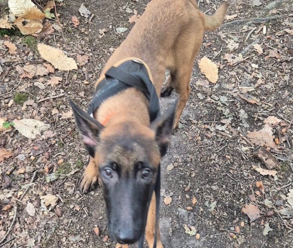 Fuego - Chien Berger Belge Malinois à adopter