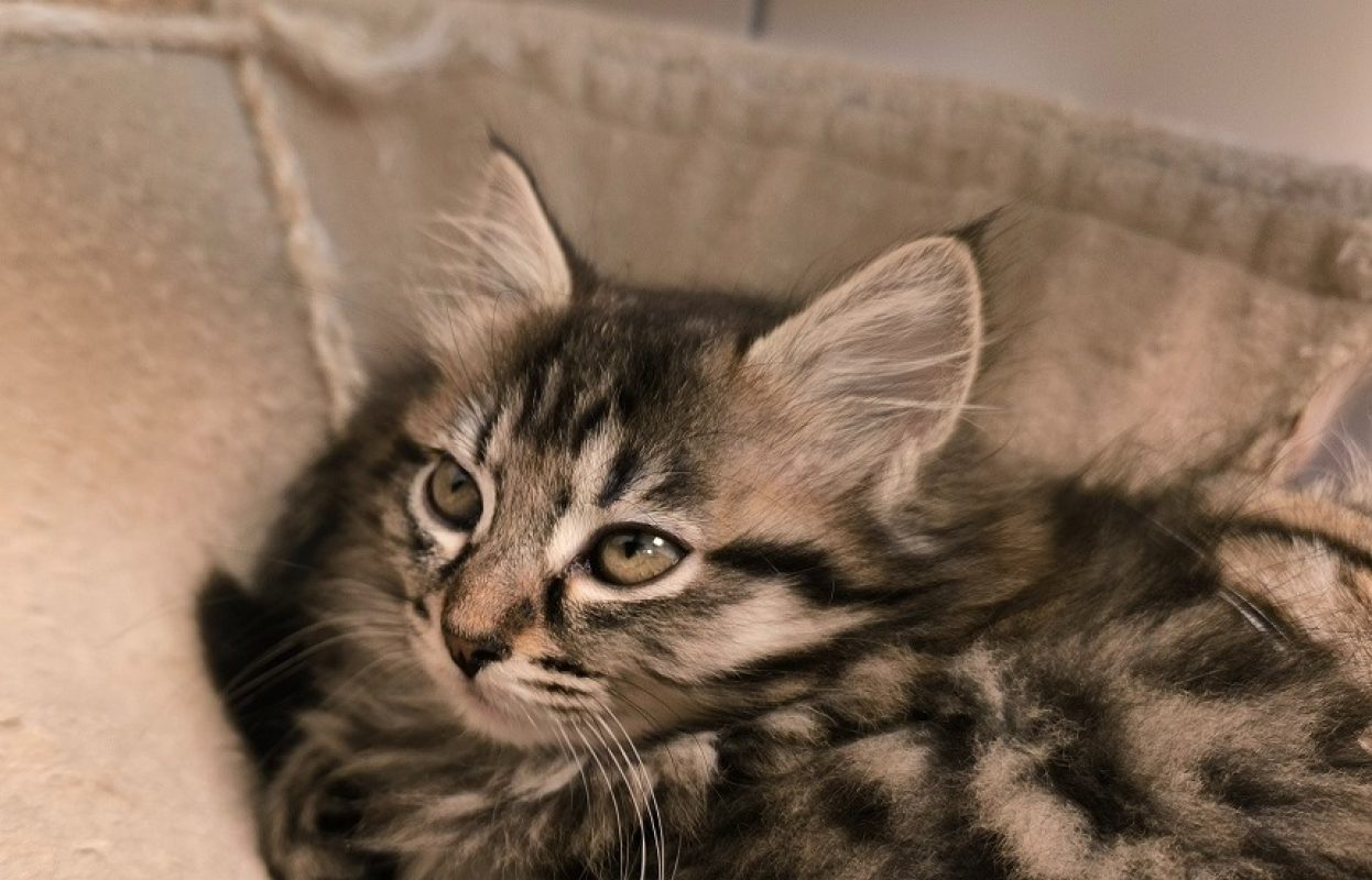 Pernille réservé - Chat Européen à adopter