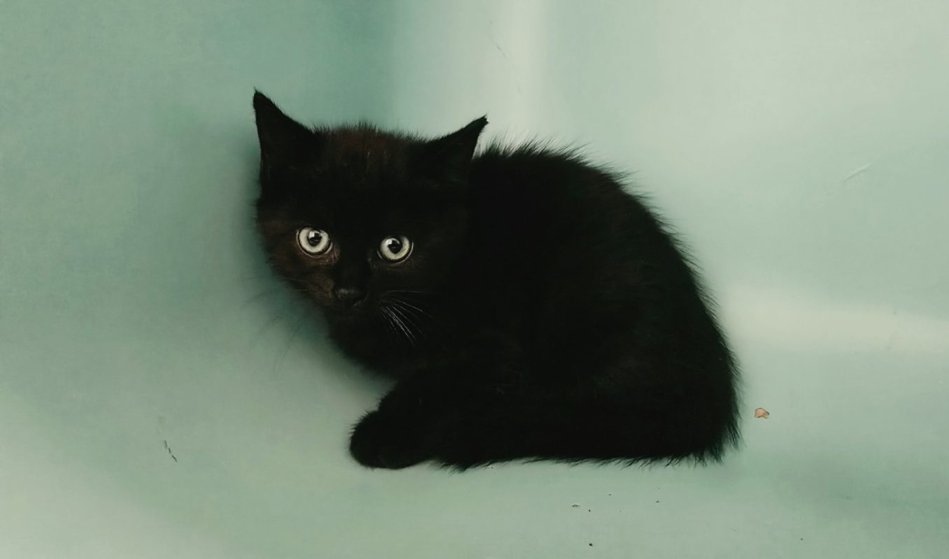 Monica - Chat Européen à adopter