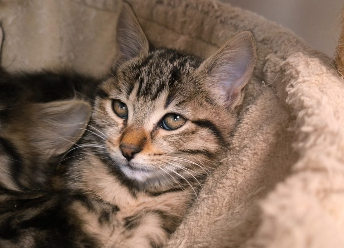 Bertille - Chat Européen à adopter