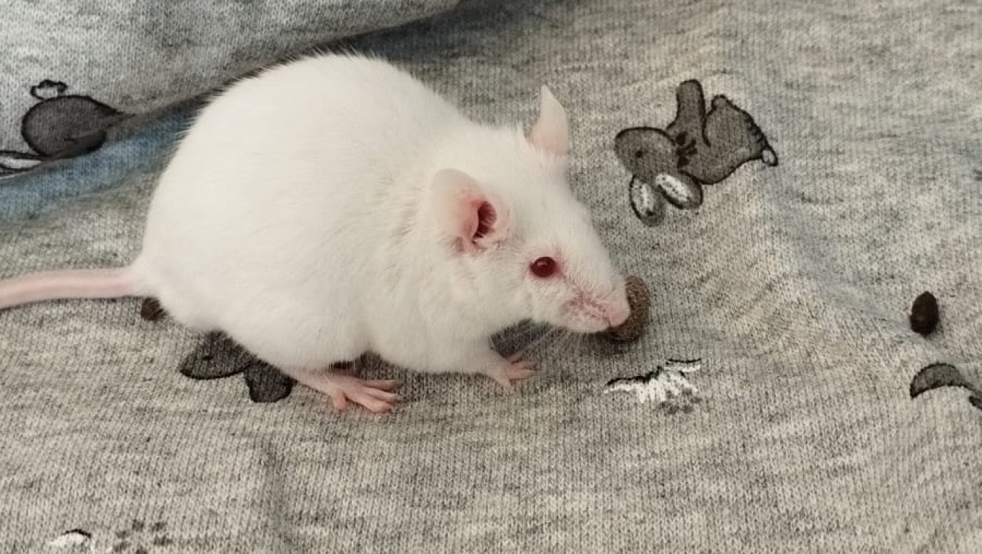 Photo #2 de Tapenade