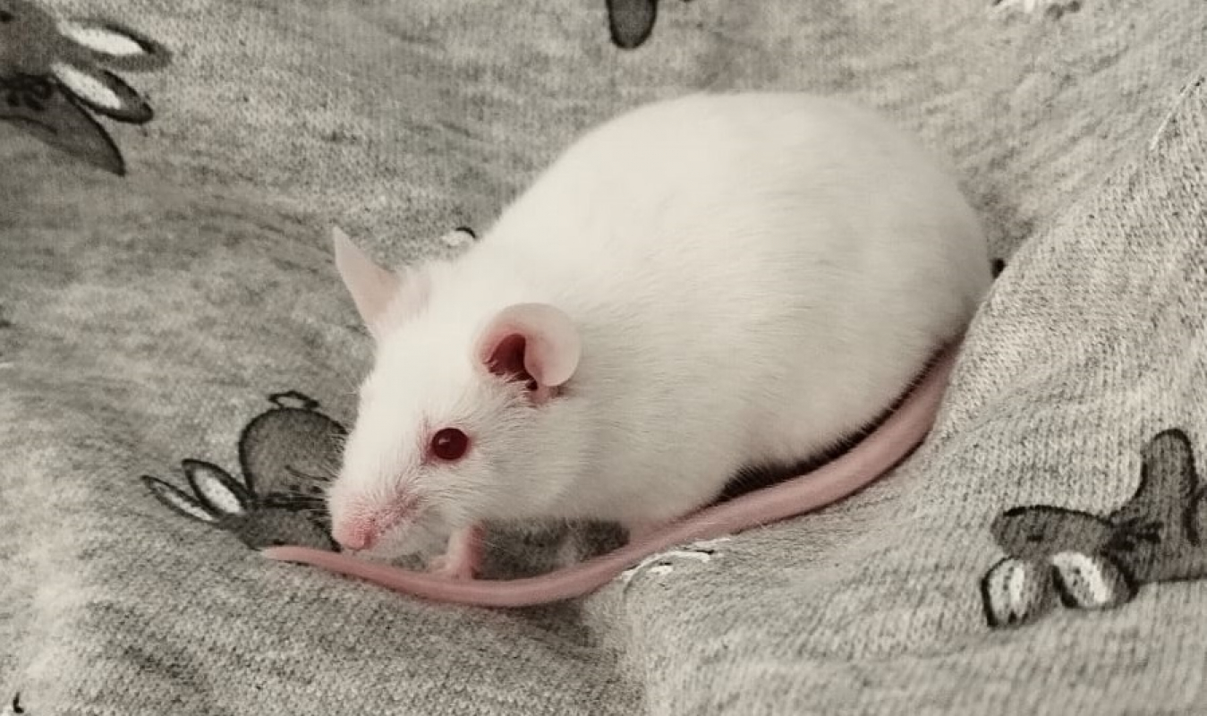 Photo #3 de Tapenade