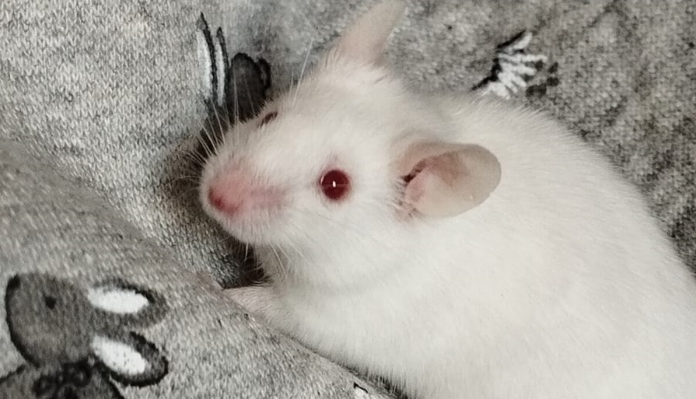 Photo #1 de Tapenade