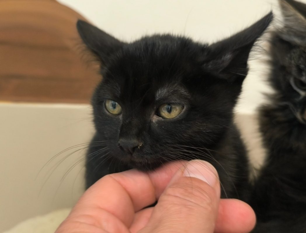 Sichuan - Chat Européen à adopter