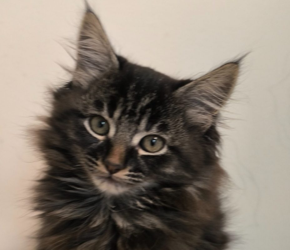 Zorette réservé - Chat Européen à adopter